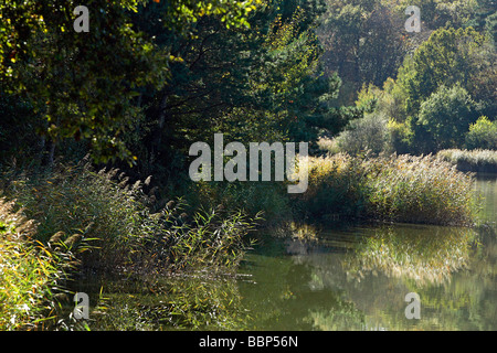SAINT-BONNET ÉTANG, forêt de Troncais, Allier (03), FRANCE Banque D'Images