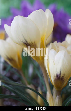 Crocus chrysanthus 'Cream Beauty' AGM Banque D'Images