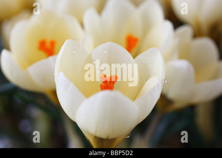 Crocus chrysanthus 'Cream Beauty' AGM Banque D'Images