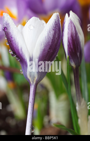 Crocus 'AGA' Ladykiller Banque D'Images