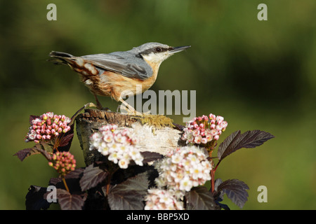 Blanche Sitta europaea perché sur un journal couvert de mousse entourée de fleurs blanches Banque D'Images