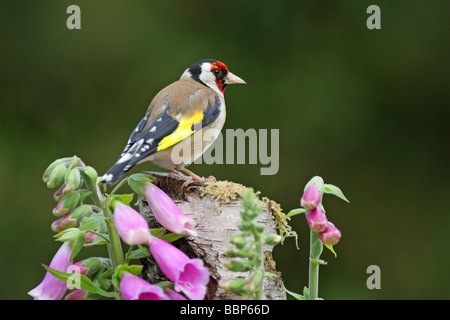 Goldfinch Carduelis carduelis homme perché sur un journal couvert de mousse entourée de digitales Banque D'Images