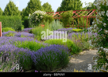 Lavandula angustifolia Lavande fleurs de jardin Banque D'Images