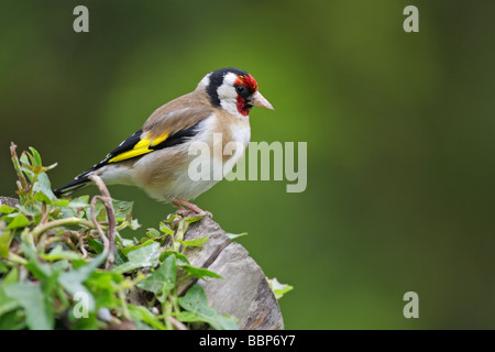 Goldfinch Carduelis carduelis perché sur un ancien journal recouvert de lierre Banque D'Images