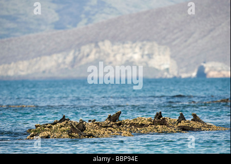 Iguane marin Amblyrhynchus cristatus group au soleil Punta Espinosa île Fernandina Equateur Galapagos Océan Pacifique Banque D'Images