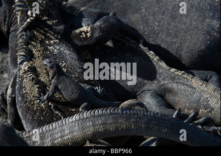 Iguane marin Amblyrhynchus cristatus pèlerins adultes et juvéniles dans sun Punta Espinosa Équateur Galapagos île Fernandina Banque D'Images