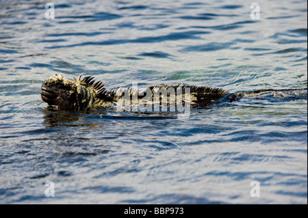 Iguane marin (Amblyrhynchus cristatus) natation Punta Espinosa Fernandina Equateur Galapagos Île Amérique du Sud de l'Océan Pacifique Banque D'Images