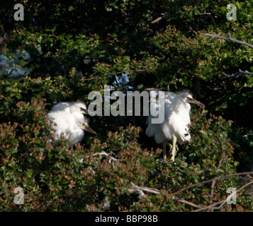 Les jeunes des aigrettes Garzettes à Walthamstow Londres Réservoirs Banque D'Images