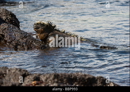 Iguane marin (Amblyrhynchus cristatus) natation Punta Espinosa Fernandina Equateur Galapagos Île Amérique du Sud de l'Océan Pacifique Banque D'Images