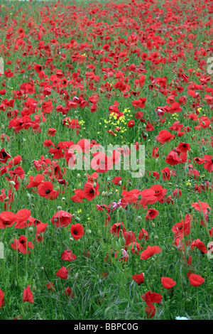 Un champ rempli de coquelicots et de fleurs de colza Banque D'Images