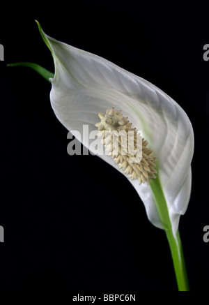 Paix blanche (Lily) spathiphyllum Banque D'Images