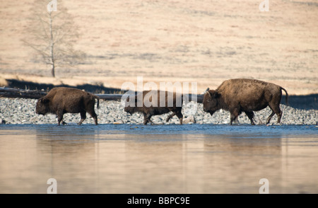 Troupeau de bisons crossing river Banque D'Images