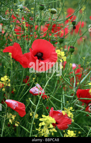 Un champ rempli de coquelicots et rapeseedf s'abaisse Banque D'Images