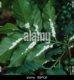 Insectes de l'échelle du coussin de cotonie infestation d'Icerya sp. Sur les feuilles de café Kenya Banque D'Images