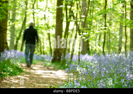 Vue d'un bois plein de jacinthes au printemps avec un homme qui marche le long d'un sentier Banque D'Images