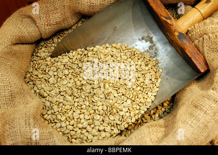 Les grains de café non torréfié dans un sac en toile de jute, CAFE DUCHOSSOY, LE HAVRE, Seine-maritime (76), NORMANDIE, France Banque D'Images