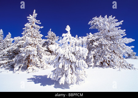 Poudre douce et le givre blanc sur les pins Ponderosa près du sommet du mont Pinos Californie Los Padres National Forest Banque D'Images