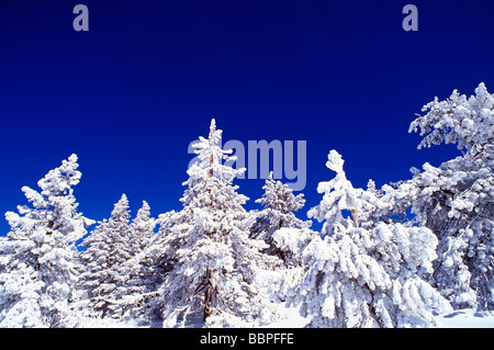 Poudre douce et le givre blanc sur les pins Ponderosa près du sommet du mont Pinos Californie Los Padres National Forest Banque D'Images