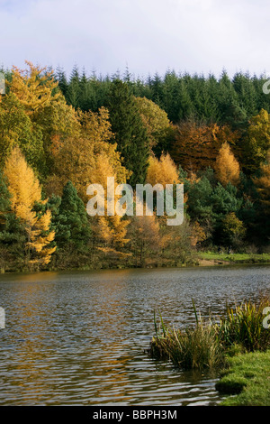 L'automne dans la forêt de Dean 2008 England UK Banque D'Images