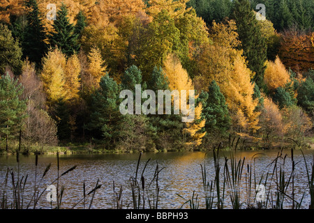 L'automne dans la forêt de Dean 2008 England UK Banque D'Images