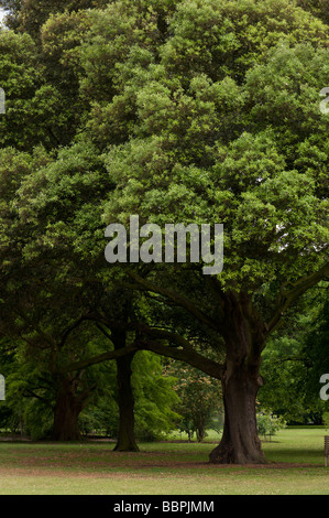 Kew gardens 09 06 2009 Cours de formation nikon Banque D'Images