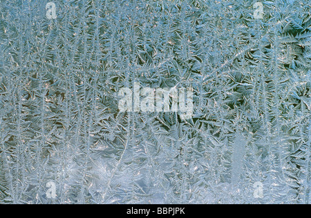 Close up of hiver gel sur la fenêtre Banque D'Images