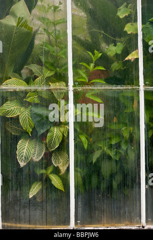 Kew gardens 09 06 2009 Banque D'Images
