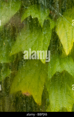 Kew gardens 09 06 2009 Cours de formation nikon Banque D'Images