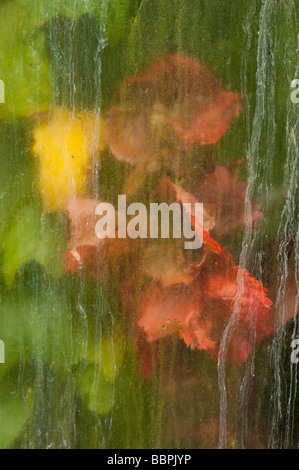 Kew gardens 09 06 2009 Banque D'Images