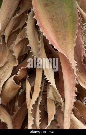 Kew gardens 09 06 2009 Banque D'Images