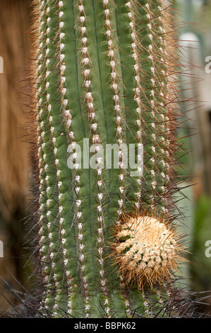 Kew gardens 09 06 2009 Banque D'Images