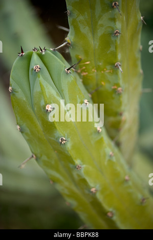 Kew gardens 09 06 2009 Banque D'Images