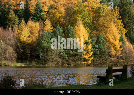 L'automne dans la forêt de Dean 2008 England UK Banque D'Images