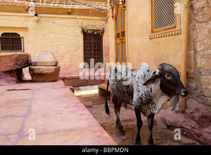 Vache sacrée de l'Inde Rajasthan Jaisalmer Banque D'Images