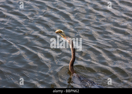 Un ahinga prend un poisson sur l'Ahinga Trail au Royal Palm, dans le parc national des Everglades en Floride. Banque D'Images