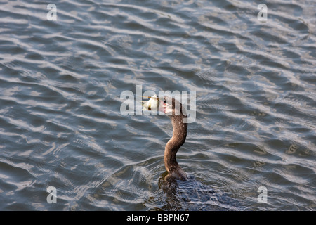 Un ahinga prend un poisson sur l'Ahinga Trail au Royal Palm, dans le parc national des Everglades en Floride. Banque D'Images