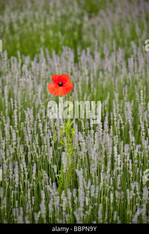 Kew gardens 09 06 2009 Banque D'Images