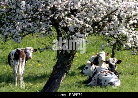 Vaches NORMANDES DANS L'ombre des pommiers en fleurs, Normandie Banque D'Images