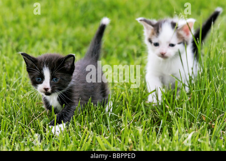 Chatons jouer dehors dans l'herbe. Banque D'Images