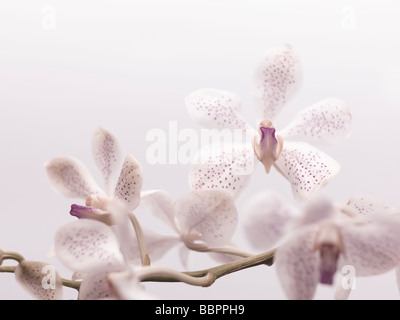 Fleurs Phalaenopsis Banque D'Images