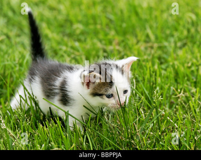 Chatons jouer dehors dans l'herbe. Banque D'Images