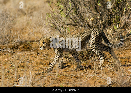 Les jeunes guépards - marche de la réserve nationale de Samburu, Kenya Banque D'Images