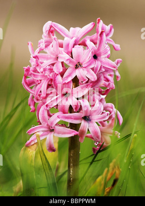 Plante Jacinthe Banque D'Images