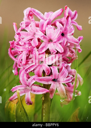 Plante Jacinthe Banque D'Images