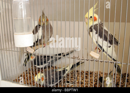 CAGE DE PERRUCHES, MARCHÉ AUX OISEAUX DANS NOORDERMARKT, AMSTERDAM, Pays-Bas Banque D'Images