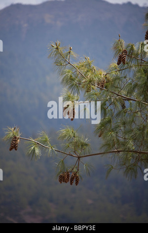 Pine Tree avec des pommes de pin, les montagnes, le Bhoutan Banque D'Images