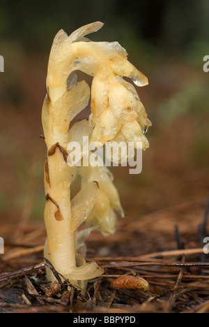 Dutchman's pipe, jaune oiseau, nid ou Pinesap (Monotropa hypopitys) Banque D'Images