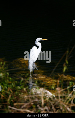 Florida Everglades Grande Aigrette oiseau debout dans la rivière. Banque D'Images