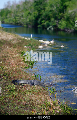 Alligator et d'autres oiseaux se font chauffer la couenne au soleil au bord d'une rivière dans les Everglades de Floride. Banque D'Images