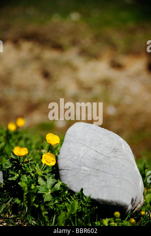 Fleurs d'été dans les Pyrénées par une pierre. Banque D'Images
